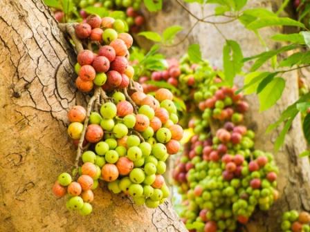 Ficus racemosa fruits
