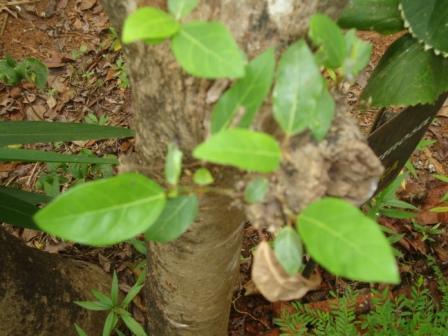 Ficus racemosa leaves