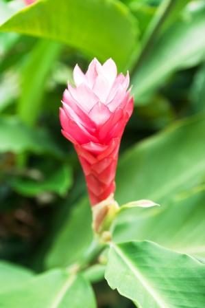 Ginger flower