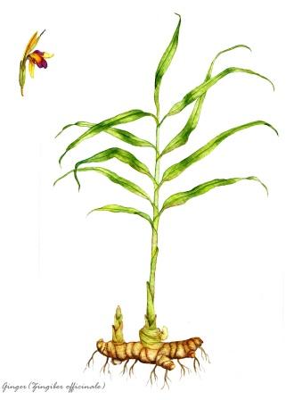 Ginger plant