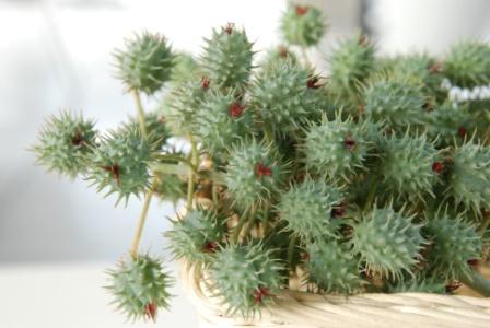 Ricinus communis