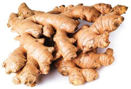Zingiber officinale