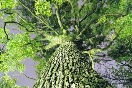camphor tree