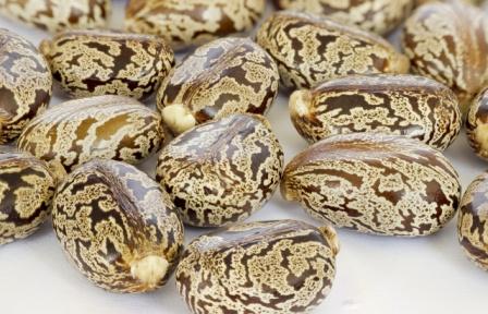 castor seeds