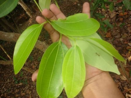 cinnamon twig