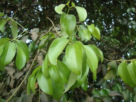 cinnamon leaves