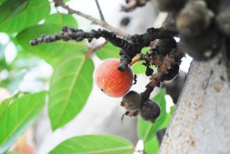 cluster fig leaves with fruit