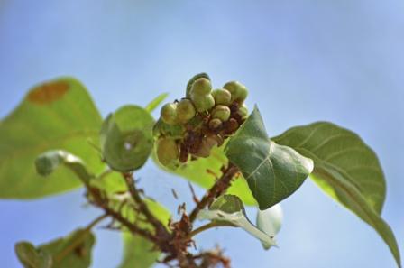 galls on leaves of cluster fig