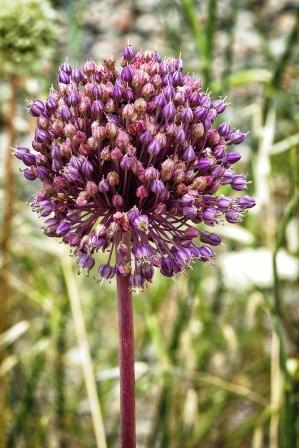 Garlic inflorescence