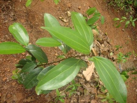 small cinnamon plant