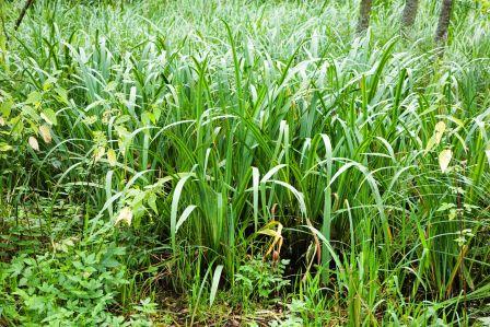 Acorus calamus