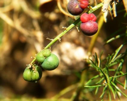 ripe and unripe fruits