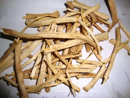 Asparagus racemosus