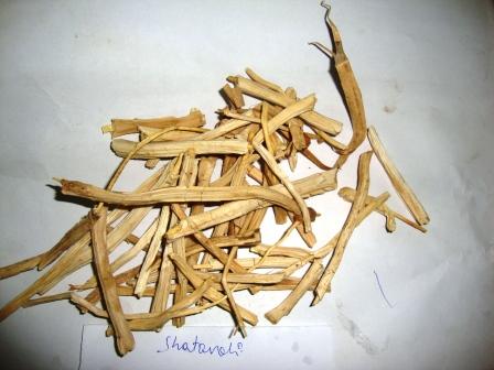 Dry Satavari
