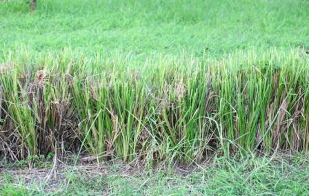 Khus Khus grass