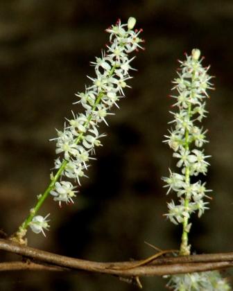 Shatavari flowers