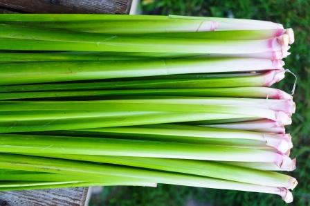 Vacha - Acorus calamus