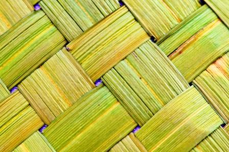 Vetiver