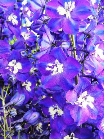 Delphinium denudatum