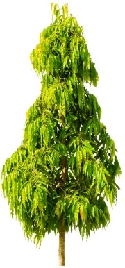 Mast tree - Polyalthia longifolia