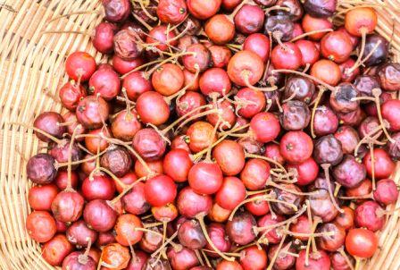 Governor's plum fruits