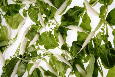 radish with leaves
