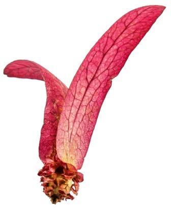 Dipterocarpus turbinatus isolate : The winged seed,