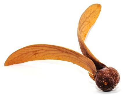 Indian Gurjan
