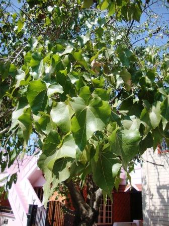 Portia tree