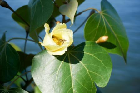 Thespesia populnea