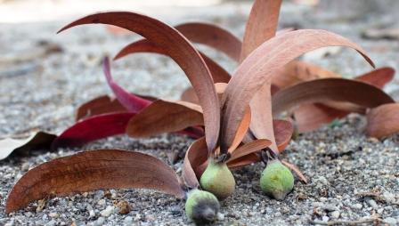 dipterocarpus turbinatus Gaertn. f.