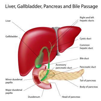 Hepatomegaly Remedies, Causes, Symptoms, Treatment