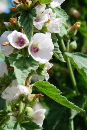 Marshmallow Althaea Officinalis Uses Research Side Effects