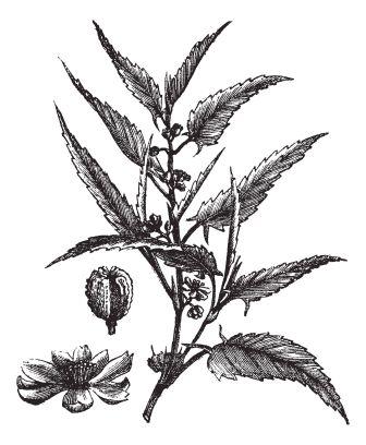 Chanchu - Jute variety