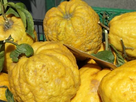 Citrus medica