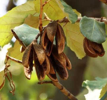 Bayur Tree: Pterospermum acerifolium Uses, Dose, Research