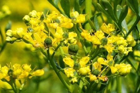 ruta graveolens in garden