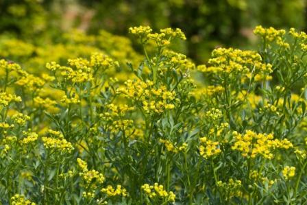 ruta graveolens in garden