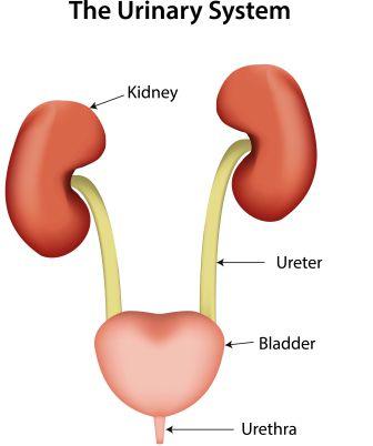 urinary bladder