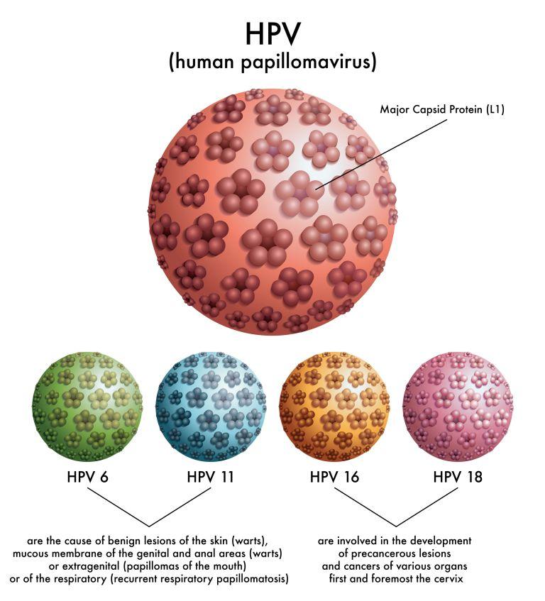 HPV types