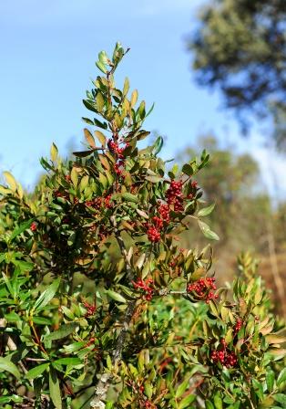 Pistacia lentiscus tree