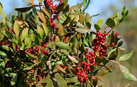 Mastagi Roomi Khane Ke ASAL Fawaid! Mastic Gum Benefits