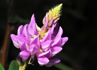 Indigo - Indigofera tinctoria flower