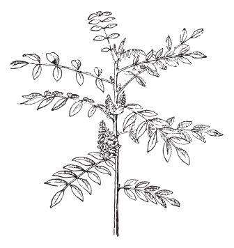 Indigofera tinctoria