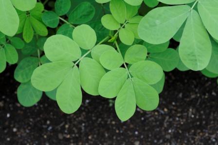 Cassia tora leaves - sickle senna