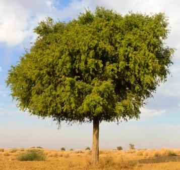 Shami tree - prosopis cineraria