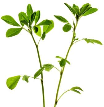 Fenugreek - methi plant