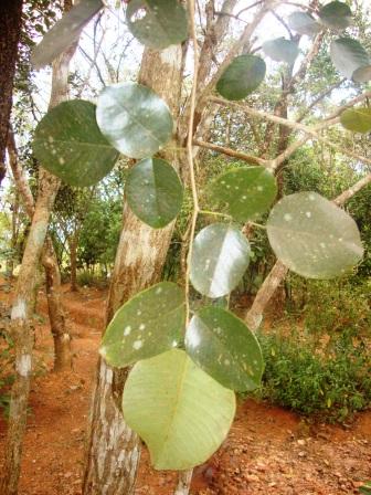 Pterocarpus santalinus