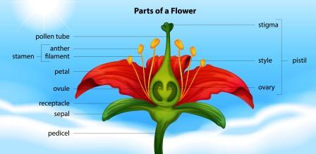 parts of flower