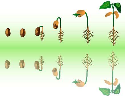 plant growing, germination
